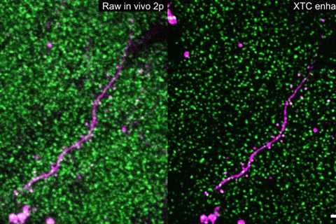 Scientists use machine learning to ‘see’ how the brain adapts to different environments