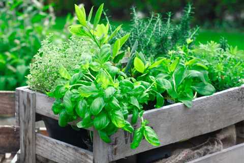 Benefits of an herb garden