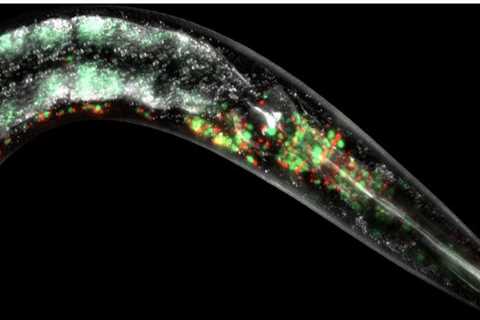 Cell protein discovery points to healthier aging