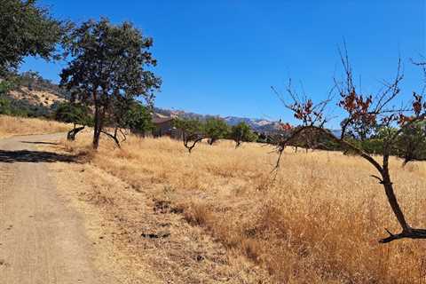 Coyote Dirt, Standing