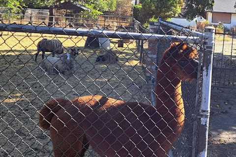 Fun Group Ride To Alpaca and Lunch