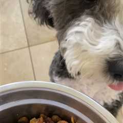 Healthy homemade dog food recipe