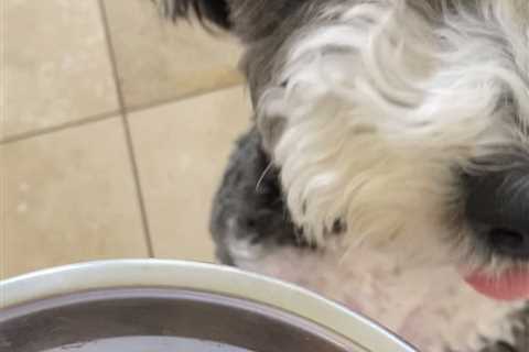 Healthy homemade dog food recipe