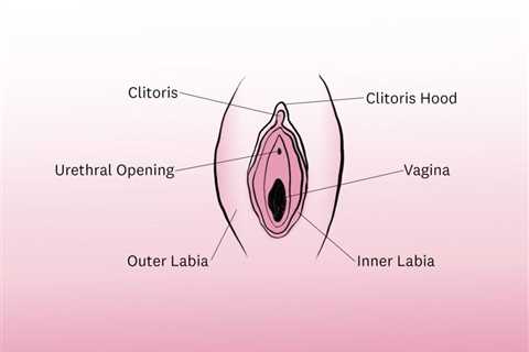 Everything You’ve Ever Wanted To Know About Clitoral Stimulation